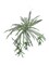 2-Pack: Spider Fern Plant with 60 Silk Fronds, 32" Wide, Faux Greenery by Floral Home®